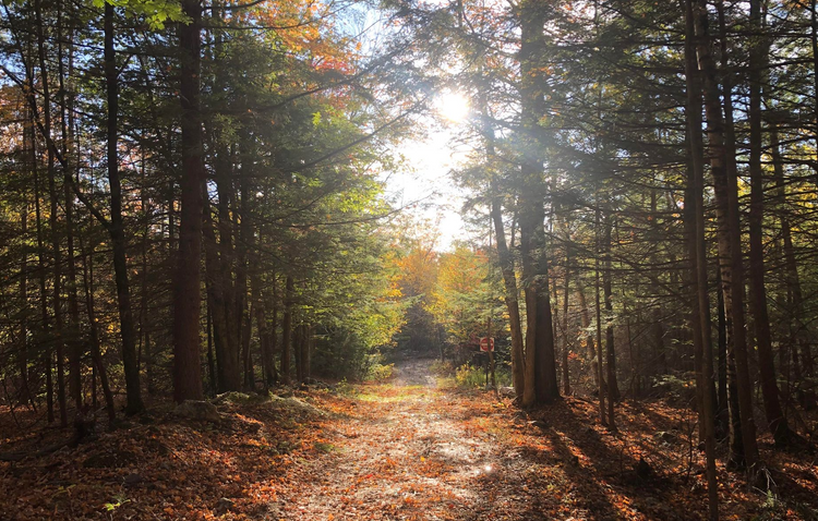 Green Maple Farms